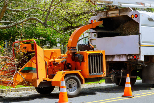 How Our Tree Care Process Works  in Lennox, SD